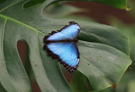 Blauer Morphofalter - Peleides blue morpho