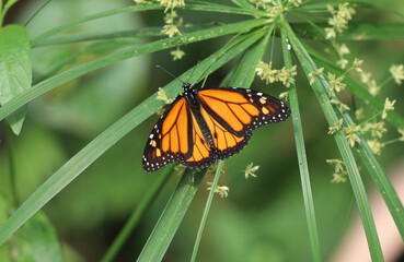 Monarchfalter - Monarch butterfly