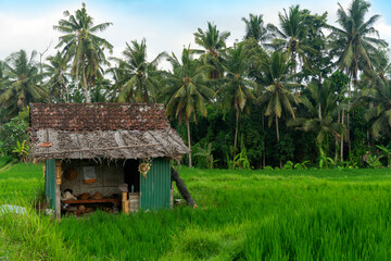 Fototapeta na wymiar Traditional balinese wooden house in rice fields.