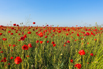 Poppy field in the Crimea. A beautiful field of wild red poppies at sunset in the evening. Sunset over a poppy field in the countryside. Red poppies on a poppy field. Russia