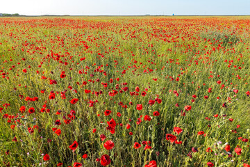 Poppy field in the Crimea. A beautiful field of wild red poppies at sunset in the evening. Sunset over a poppy field in the countryside. Red poppies on a poppy field. Russia