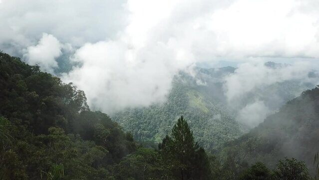 Aerial top down view in natural tourist park or tropical jungle green rainforest. Palopo and Tana Toraja Regency. South Sulawesi. Indonesia.