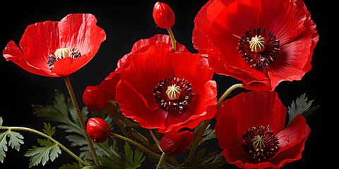 Red poppy flower on black background. Remembrance Day, Armistice Day, Anzac day symbol 