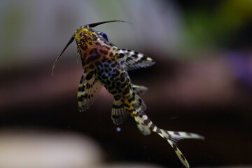 Macro Photography. Animal Close up. Macro shot of Synodontis nigriventris catfish in the aquarium. Fish on tanks. Shot in Macro lens