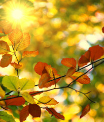 herbstsonne im buchenwald   goldener oktober