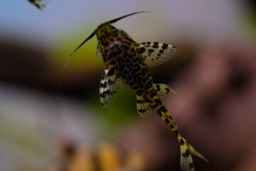 Macro Photography. Animal Close up. Macro shot of Synodontis nigriventris catfish in the aquarium....