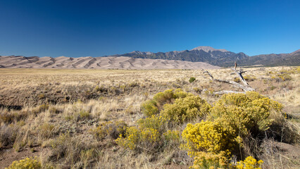Great Sand Dunes National Park with sage and yellow desert wildflowers in Colorado United States
