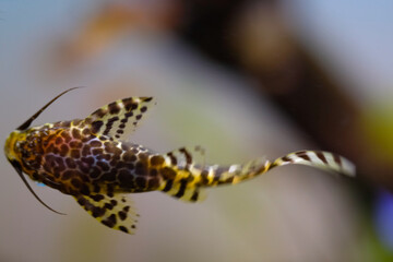 Macro Photography. Animal Close up. Macro shot of Synodontis nigriventris catfish in the aquarium. Fish on tanks. Shot in Macro lens