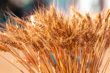 Ripe ears of wheat in nature