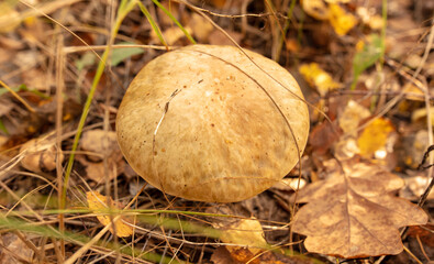 Mushroom boletus on the ground in the forest in autumn