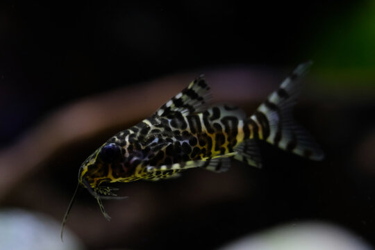 Macro Photography. Animal Close up. Macro shot of Synodontis nigriventris catfish in the aquarium. Fish on tanks. Shot in Macro lens