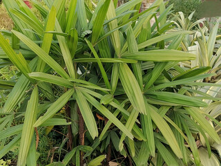 Obraz premium green leaves of broadleaf lady palm plant