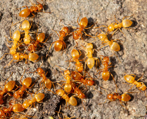 Yellow ants on the ground. Close-up