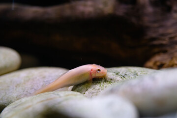 Animal Photography. Animal Close up. Macro shot of White Chinese algae eater fish swimming freely...