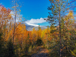 Autumn Arctic landscape in the Khibiny mountains. Kirovsk, Kola Peninsula, Polar Russia. Autumn colorful forest in the Arctic, Mountain hikes and adventures.