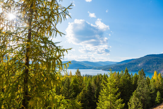 Early Season Golden Pine Forest