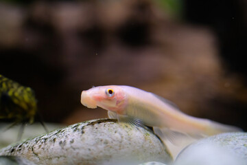 Animal Photography. Animal Close up. Macro shot of White Chinese algae eater fish swimming freely in the aquarium. Shot in Macro lens