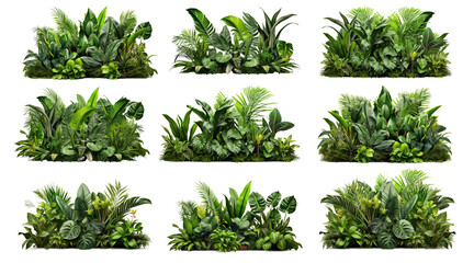Collection Of Lush Greenery Of Tropical Plants, Including Monstera, Palms, Rubber Plants, Pines, And Bird\'s Nest Ferns, Arranged To Create An Indoor Garden Backdrop  PNG, Cutout, Or Clipping Path  Wall Mural