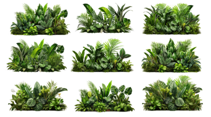 collection of Lush greenery of tropical plants, including Monstera, palms, rubber plants, pines, and bird's nest ferns, arranged to create an indoor garden backdrop. PNG, cutout, or clipping path.