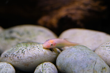 Animal Photography. Animal Close up. Macro shot of White Chinese algae eater fish swimming freely in the aquarium. Shot in Macro lens