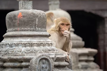 Crédence de cuisine en verre imprimé Dhaulagiri Monkeys at the Monkey Temple, Nepal