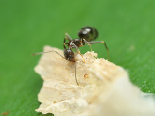 Black ant eat on the leaf