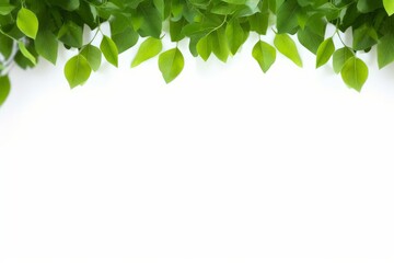 natural green leaves branches on white background, Generative AI