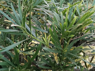 Obraz premium green leaves of podocarpus macrophyllus in the garden