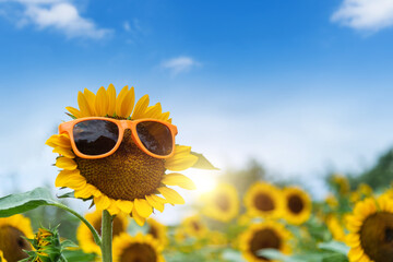 Sunflower wearing sunglass under blue sky