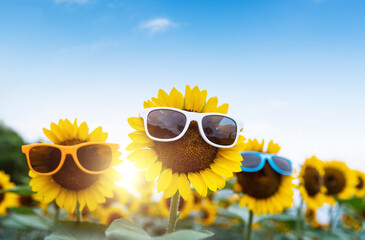 Sunflowers wearing sunglasses under blue sky
