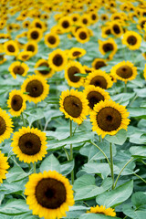 Background of beautiful sunflowers field