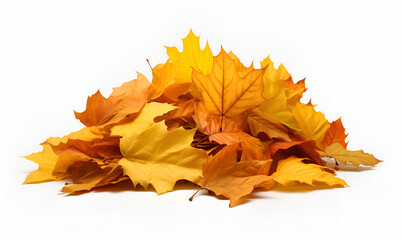 Autumn leaves isolatedon white background. different kind of leaves. high quality photo, Pile of autumn colored leaves isolated on white background.A heap of different maple dry leaf .Red and colorful