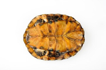 Argentinische Schlangenhalsschildkröte // Argentine snake-necked turtle (Hydromedusa tectifera)