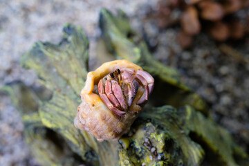 Animal Photography. Animal Close up. Macro shot of Red hermit crab (Coenobita Rugosus) with white shell, hermit crab playing on exo terra cholla cactus. Shot in Macro lens