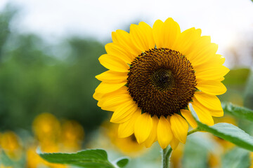 Fototapeta premium Sunflowers blooming in the field