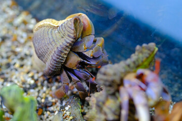 Macro Photography. Animal Close up. Macro photo of a Giant Hermit crab, Coenobita Brevimanus, roaming in the wild. Shot in Macro lens