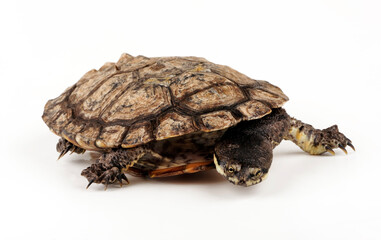 Obraz premium Argentinische Schlangenhalsschildkröte // Argentine snake-necked turtle (Hydromedusa tectifera)