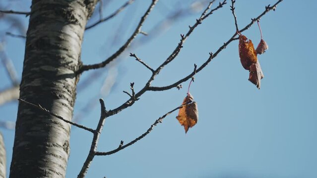 風に揺れる、今にも枝から落ちそうな秋の枯れ葉