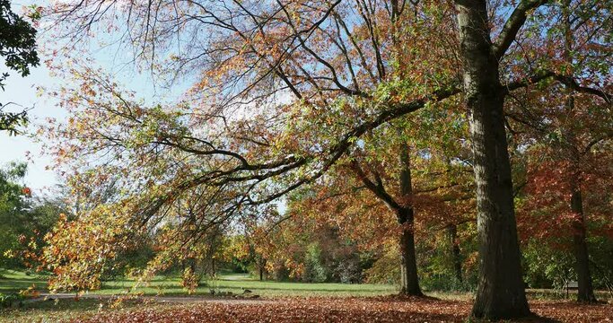 Herbststimmung im Gr&uuml;ttpark. Landschaftspark in L&ouml;rrach (Baden-w&uuml;rttemberg). Nat&uuml;rliche Wege ges&auml;umt von hohen B&auml;umen in herrlichen Herbstfarben
