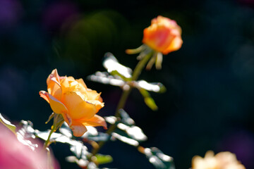 オレンジ色のバラ