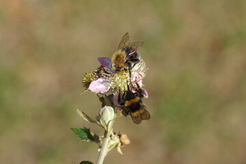 Close up garden bumblebee (Bombus hortorum) and Tree bumblebee (Bombus hypnorum) together on flowering Thornless Blackberry (Rubus Hybrid). Family Rosaceae. July, Dutch garden