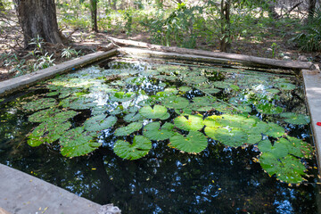 Ancien jardin botanique de la ville de Dakar au Sénégal à l'état d'abandon. 