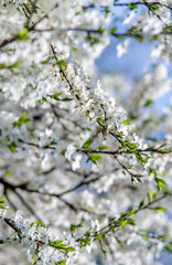 Cherry blossom branch in the garden in spring
