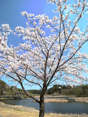 春の21世紀の森と広場に咲く桜