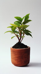 Small plant in pot