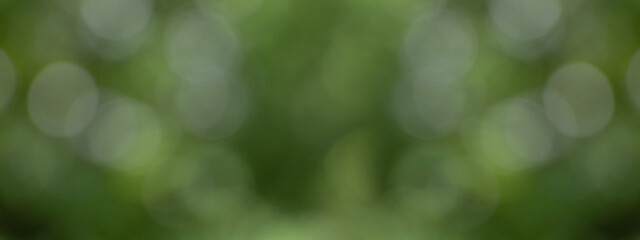 Green natural bokeh background. Panorama view of green leaf on blurred greenery background in...