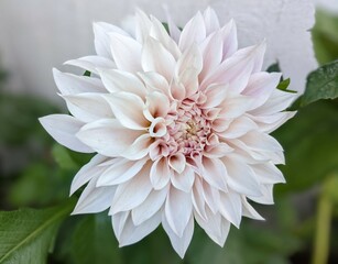 dahlia pinnata flower closeup