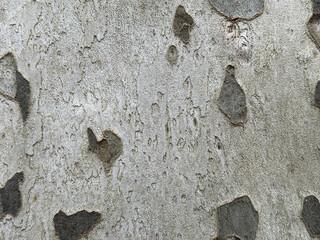Closeup pattern of brown and gray sycamore tree bark. Spotted trunk surface. Abstract nature textures
