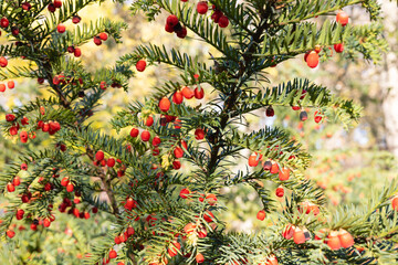 Close-up of berry yew branches