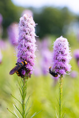 Hornet on a liatris flower close-up